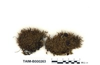 藏品(柔葉白錦苔)的圖片